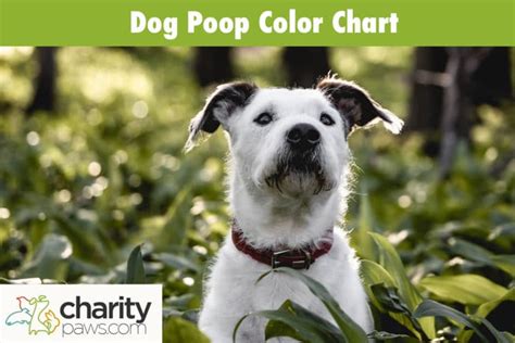 Dog Poop Color Chart What Does Their Poo Color Mean