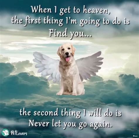 Dog Goes To Heaven Quotes Elodia Spence