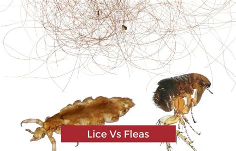 What Do Lice Look Like 20 Close Up Pictures Of Lice