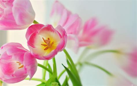 Pink Tulips Wallpapers Wallpaper Cave