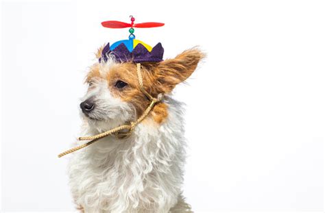 Cute Dog Wearing A Propeller Hat The Amanda Collection Stock Photo