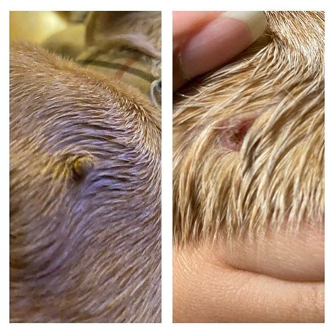 Warts On Dogs Belly