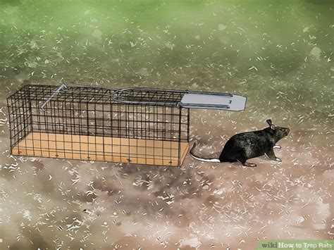 How To Trap Rats With Pictures Wikihow