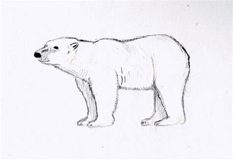 Polar Bear Sketch By Wickedlovelyfaery On Deviantart