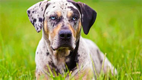 Catahoula Leopard Dog Vs Blue Heeler Everything You Need To Know