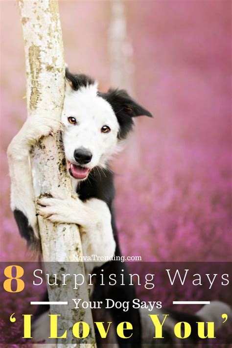 Surprising And Secret Ways Your Dog Says ‘i Love You Happy Dogs Dog