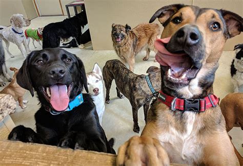 Activating the dog again after or. Dog Walkers & Pet Sitters | Pet Care | Paw Pals Madison
