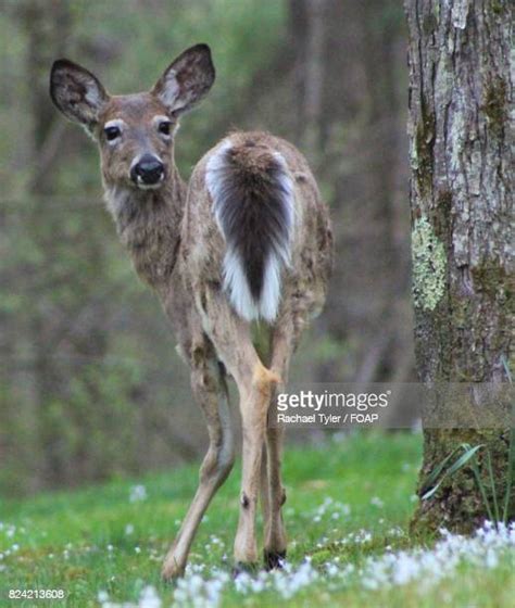 Deer Legs Photos And Premium High Res Pictures Getty Images