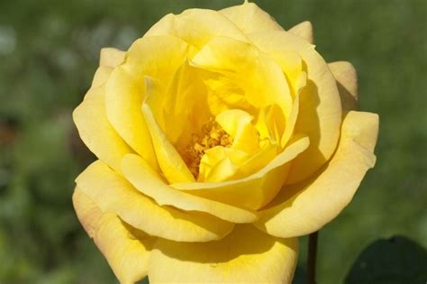 7 Rosier Jaunes Parfumés Promesse De Fleurs