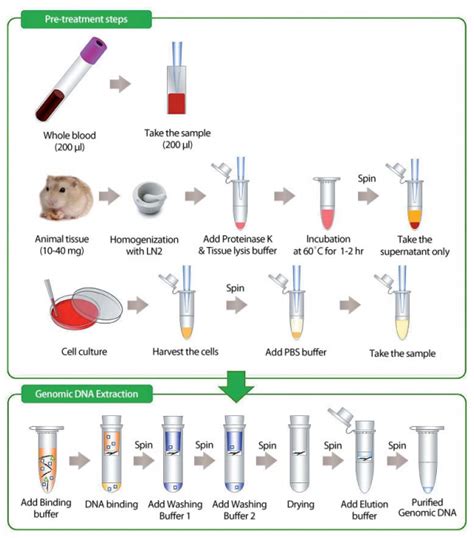 Accuprep® Genomic Dna Extraction Kit 100 Reactions