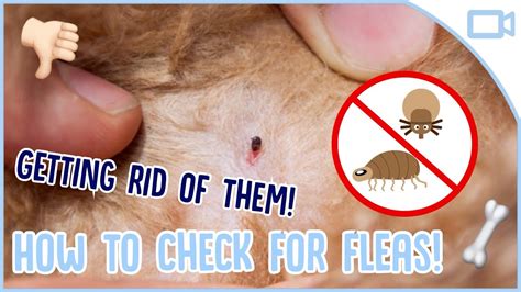 How To Get Rid Of Dog Fleas Youtube