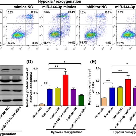 mir‐144‐3p mimics alleviates h r‐induced apoptosis in vitro a b cell download scientific