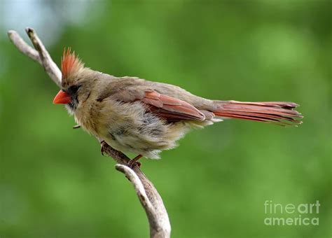 Exqusite Beauty Female Northern Cardinal Photograph By Cindy Treger