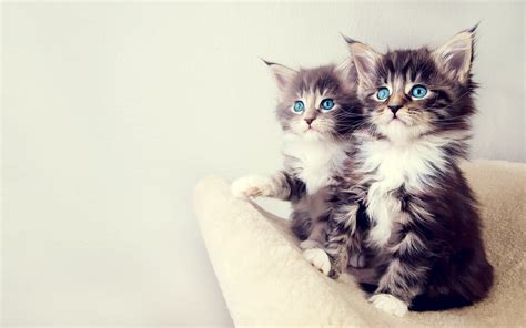Cute Kittens Wallpaper Wallpaper High Definition High Quality