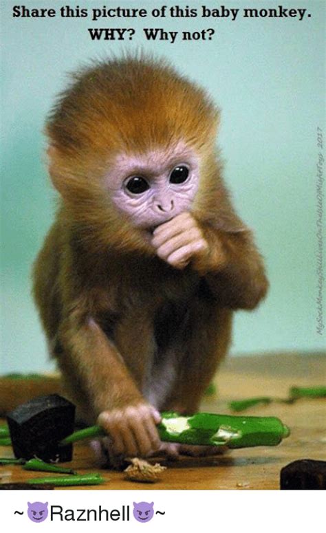 Sad Baby Monkey Meme