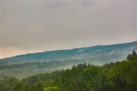 Forested Mountain Slope In Low Lying Cloud With The Evergreen Conifers