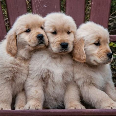 Fluffy Golden Retriever Newborn Puppies