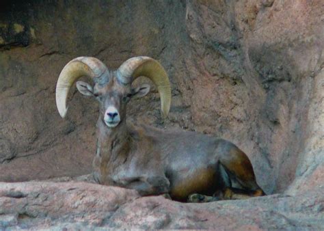 Arizona Desert Museum Big Horn Sheep