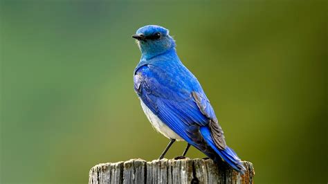 Birds Bluebirds Wallpapers Hd Desktop And Mobile Backgrounds