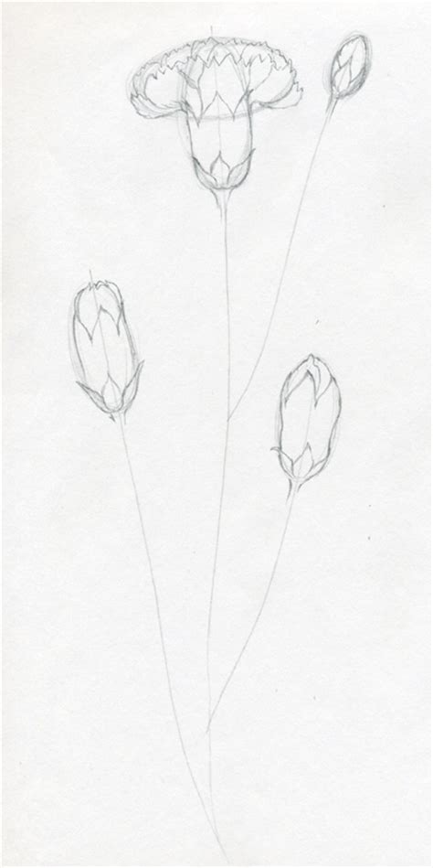 It is better to look at the real flowers. How To Draw Carnation