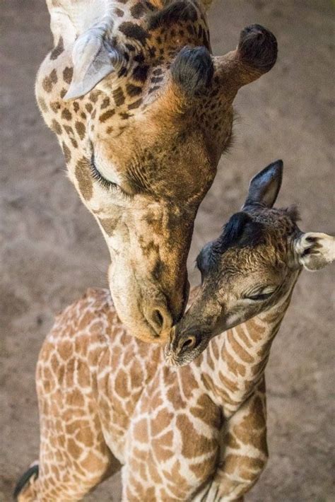 Baby Female Masai Giraffe Girafas Belas Criaturas Animais