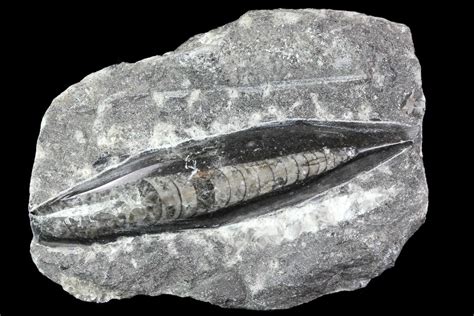 Cephalopods Fossils