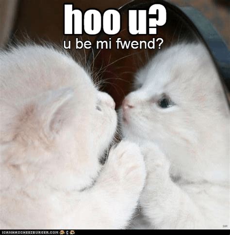 hoo u lolcats lol cat memes funny cats funny cat pictures with words on them funny