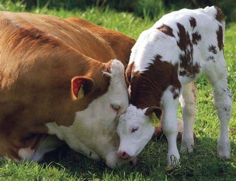 Mom And Baby Cow Animals Beautiful Baby Cows Cute Cows
