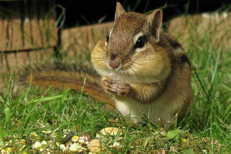 10 Things You Dont Know About Chipmunks Mnn Mother