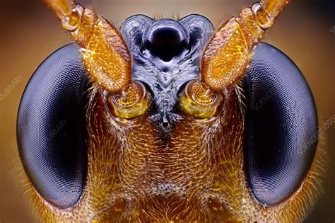 Wasp Head Stock Image C0146108 Science Photo Library