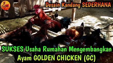 Sukses Usaha Rumahan Mengembangkan Ayam Golden Chicken Gc Galur Murni