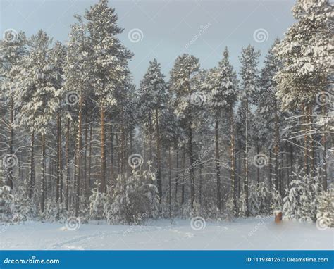 Siberia Winter Stock Photo Image Of Beauty Forest 111934126