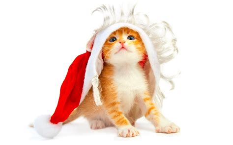 Wide Cute Cat With Christmas Free Images Hd Wallpapers