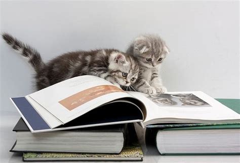 Kittens Reading A Book About Kittens Kittens Cutest Cats And Kittens