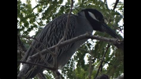 Yellow Crowned Night Herons In Bucerias Mexico World Traveler Youtube