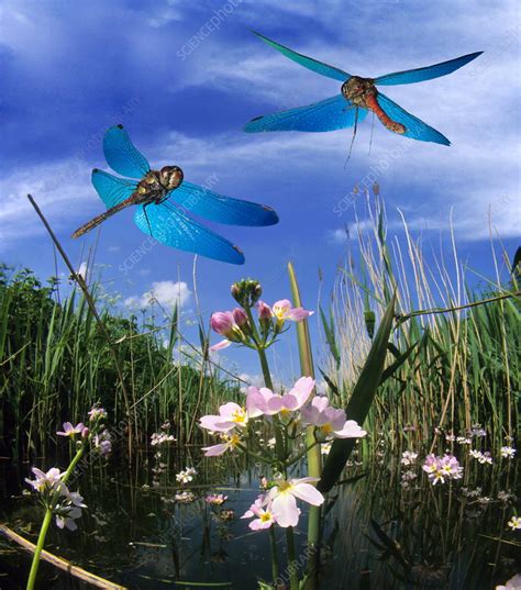 Dragonflies In Flight Stock Image Z3000163 Science Photo Library