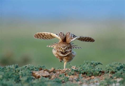 The Great Plains Americas Lingering Wild Photographs By Michael