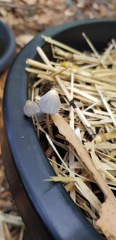 Need Help With Id Found In Veggie Patch Adelaide Australia Rmushrooms