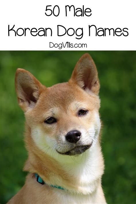 There are also names with more than two syllables, often from native korean vocabulary. 100 Beautiful Korean Dog Names | Dog names, Japanese dog ...