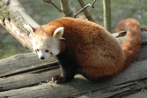 This Is A Red Panda Red Panda Wikipedia The Free Ency