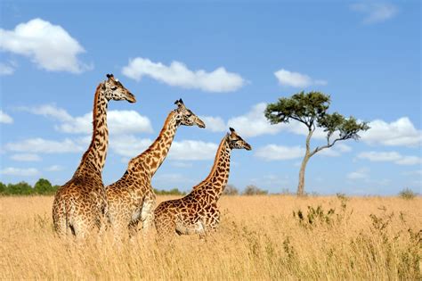 10 Tujuan Safari Terbaik Di Afrika Itinku