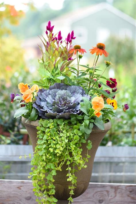this gorgeous fall container includes ornamental cabbage pansies kale coneflower celosia and