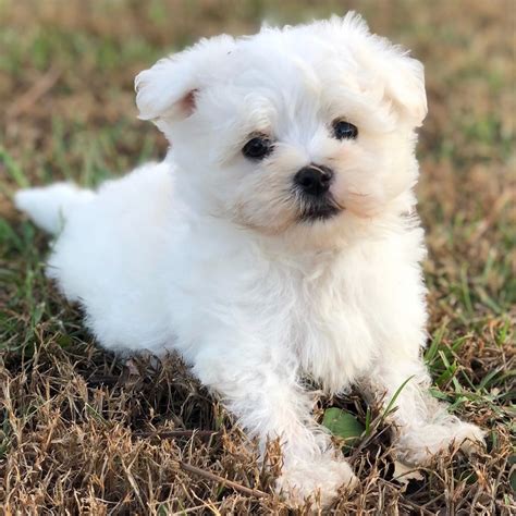 Same day delivery, accepting deposits, money back guarantee available now. MALTESE | MALE | ID:4485-CCS - Central Park Puppies