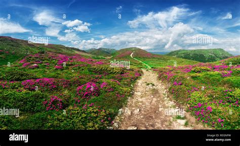 Magic Pink Rhododendron Flowers On Summer Mountain Blue Sky And Fluffy