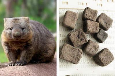 Garnier deodorantlar uygun fiyat ve indirim fırsatlarıyla burada. NeerDoWellBlog: Mystery of cubed Wombat poop solved
