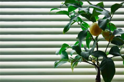 Indoor Lemon Tree Care Top Tips On The Basics