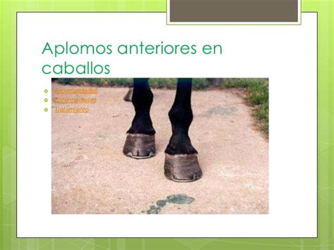 Aplomos En Caballos