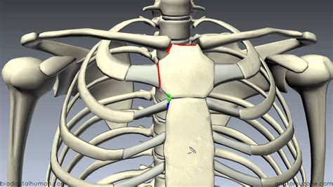 Lateral view on a normal lateral view the contours of the heart are visible and the ivc is. Sternum - 3D Anatomy Tutorial - YouTube