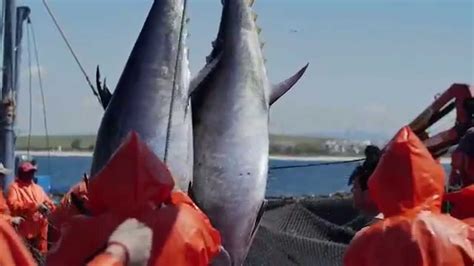 La Almadraba La Pesca Tradicional Del Atún Rojo Pesca Almadraba