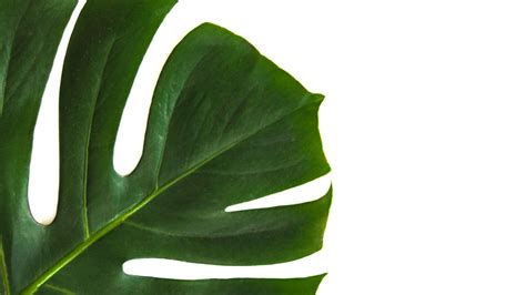 Minimalist Leaf Wallpapers Top Free Minimalist Leaf Backgrounds